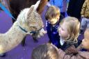 Toddlers meets Artie the snow-white alpaca