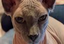 Sphynx cat Yoda who went missing from Park Drive, Dagenham on Sunday (January 23)