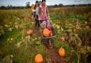 Here are some places near to east London where you can pick your own pumpkin.