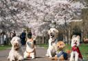 Dogs from K9 College are lined for a photo along a path lined with blossoms in Battersea Park, London.