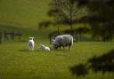 Opposition MPs have called on the Government to reverse the ‘devastating’ change to farmers’ inheritance tax (Steve Parsons/PA)