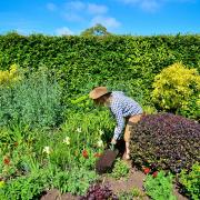 The groups would like the controversial pesticide to be banned in Havering.