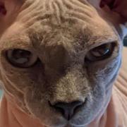 Sphynx cat Yoda who went missing from Park Drive, Dagenham on Sunday (January 23)