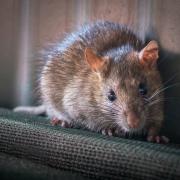 Garages and outbuildings can make the perfect new home for unwanted visitors like rats and mice