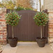 Holly Tree Standards add elegance to any outdoor space!