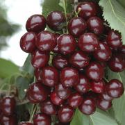 Cherry Bush 'Porthos' will appeal to beginners and experienced gardeners