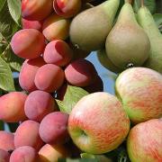 Mini Orchard Fruit Tree Collection is great for small gardens and patios!