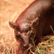 Haggis the pygmy hippo (RZSS)