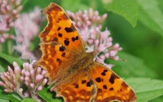 A Comma butterfly. Picture: PA/BARRY BACHELOR