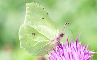 Brimstone butterflies appearing 2 weeks early