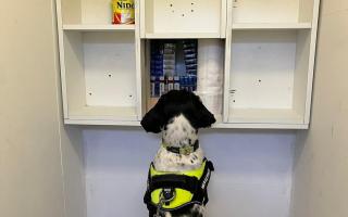 Detection dog sniffs out illicit cigarettes hidden in shop cupboard