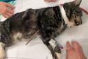 Plumstead cat ‘narrowly’ avoids death after being skewered by 10-inch cane in chest