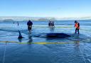 Rescuers rope off an area around a dead pilot whale that was stranded on Ruakaka Beach (Nikki Hartley/New Zealand Department Of Conservation via AP)