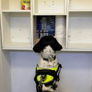 Detection dog sniffs out illicit cigarettes hidden in shop cupboard