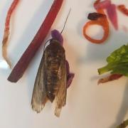 A dead moth was found in a bag of Asda salad