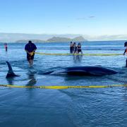 Rescuers rope off an area around a dead pilot whale that was stranded on Ruakaka Beach (Nikki Hartley/New Zealand Department Of Conservation via AP)