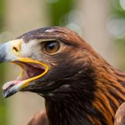 A golden eagle has died after being hit by a wind turbine in Dumfries and Galloway, in what is thought to be the first incident of its kind in southern Scotland (Phil Wilkinson/PA)