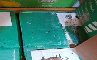 Mouse droppings found on food items