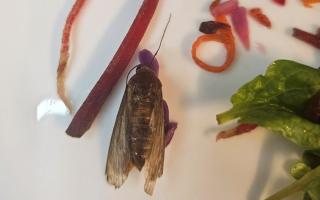 A dead moth was found in a bag of Asda salad